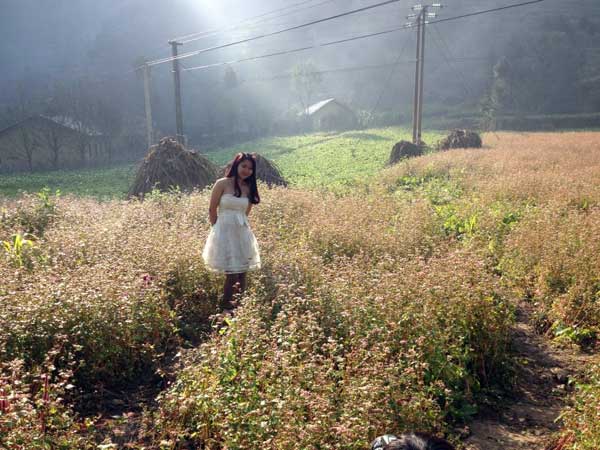 ha giang, buckwheat flower season