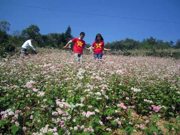 ha giang, buckwheat flower season