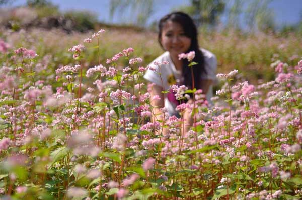 ha giang, buckwheat flower season