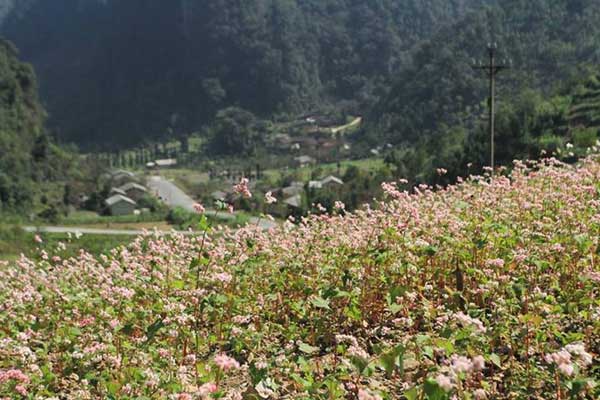 ha giang, buckwheat flower season