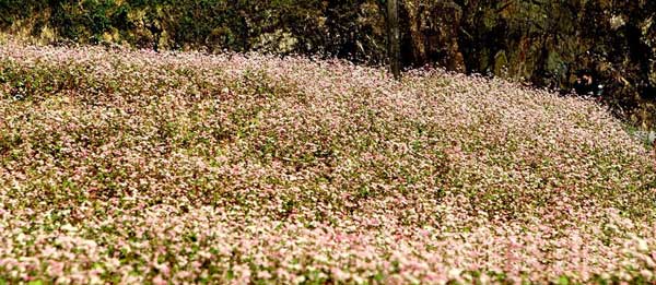 ha giang, buckwheat flower season