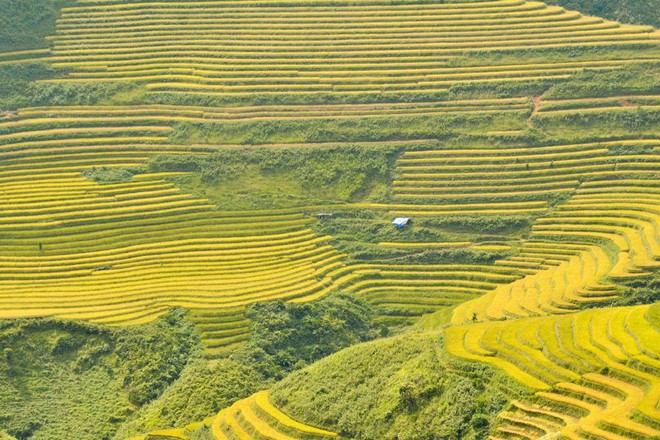 lung cu, harvest season, ripe rice, ha giang, northernmost point