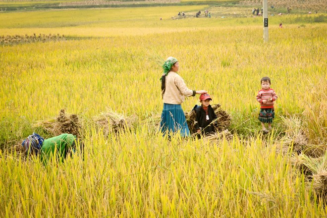 lung cu, harvest season, ripe rice, ha giang, northernmost point