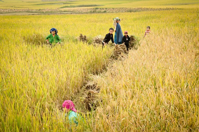 lung cu, harvest season, ripe rice, ha giang, northernmost point