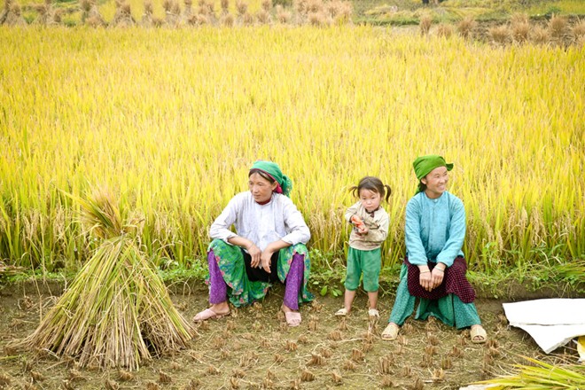 lung cu, harvest season, ripe rice, ha giang, northernmost point