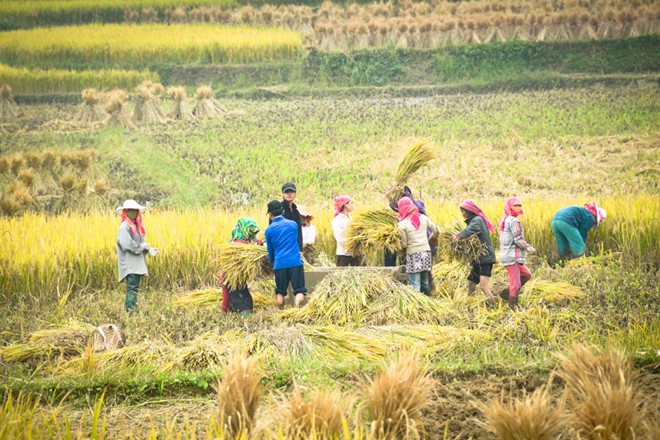 lung cu, harvest season, ripe rice, ha giang, northernmost point