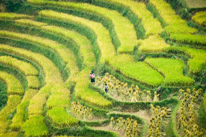 lung cu, harvest season, ripe rice, ha giang, northernmost point