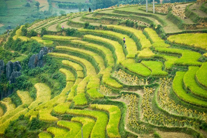 lung cu, harvest season, ripe rice, ha giang, northernmost point