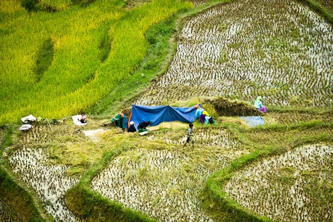 lung cu, harvest season, ripe rice, ha giang, northernmost point