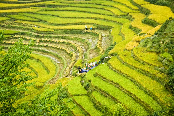 lung cu, harvest season, ripe rice, ha giang, northernmost point