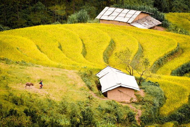 lung cu, harvest season, ripe rice, ha giang, northernmost point