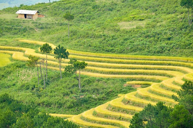 lung cu, harvest season, ripe rice, ha giang, northernmost point