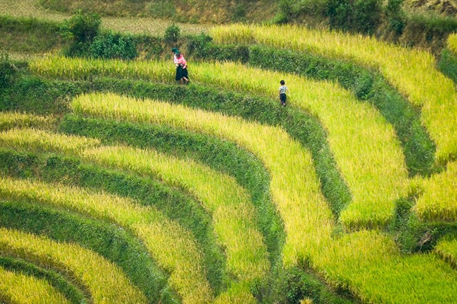 lung cu, harvest season, ripe rice, ha giang, northernmost point