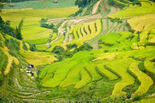 lung cu, harvest season, ripe rice, ha giang, northernmost point