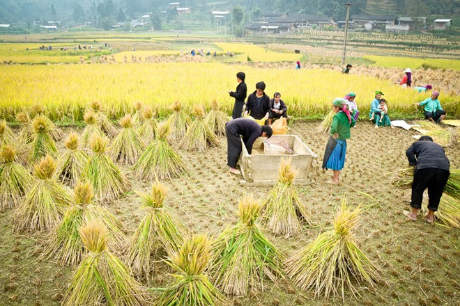 lung cu, harvest season, ripe rice, ha giang, northernmost point