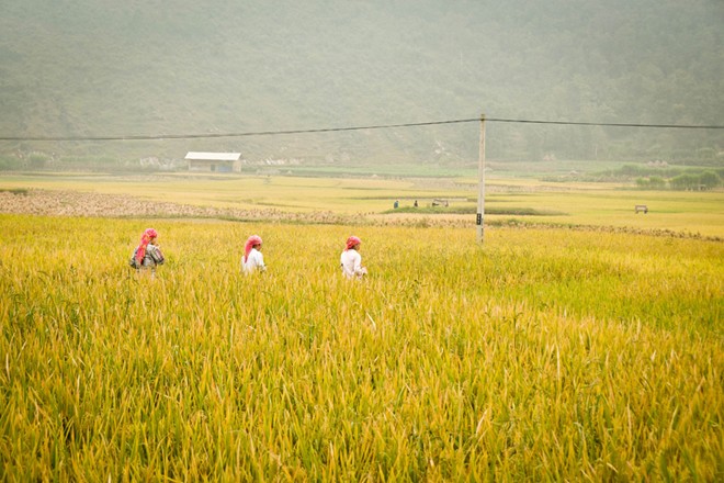 lung cu, harvest season, ripe rice, ha giang, northernmost point