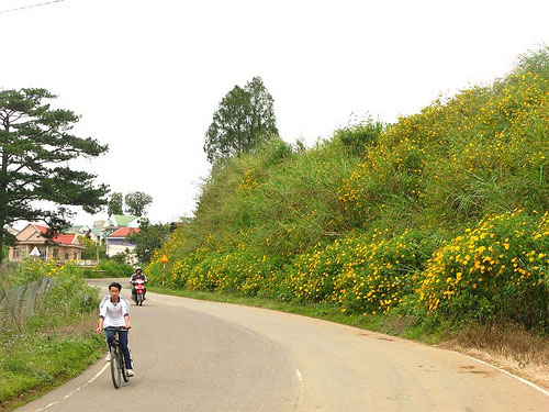 da lat, wild sunflowers, december