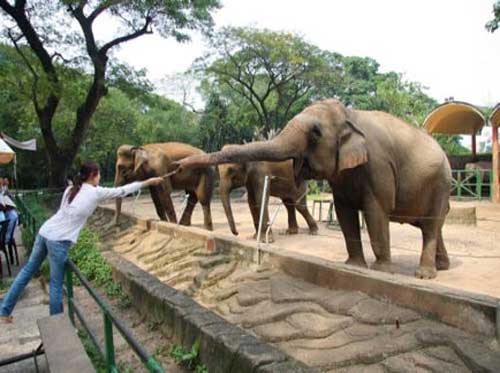 International forum looks at zoo management - News VietNamNet