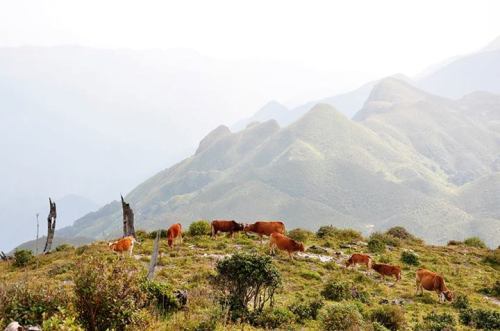 ta chi nhu peak, yen bai, ocean of clouds, climbers