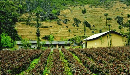 Pho Bang , ha giang, dong van rock plateau