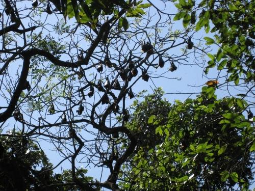 bat pagoda, bat temple, soc trang, mekong delta