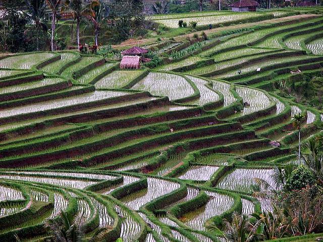 terraces, sapa, peru, china, terraced fields