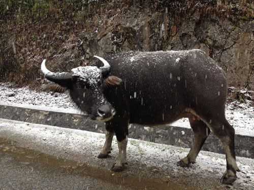 sapa, snowfall, snow