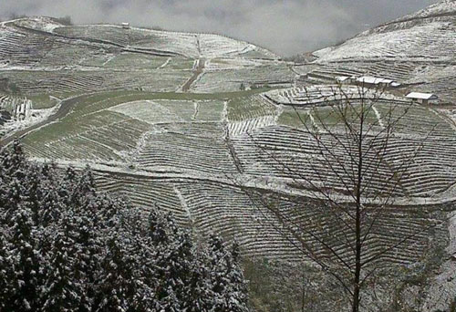 sapa, snowfall, snow