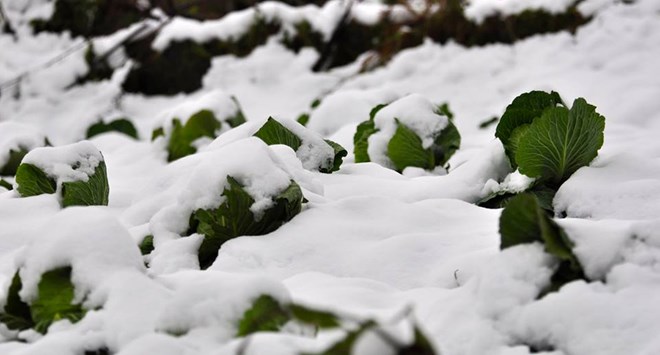 sapa, snowfall, snow