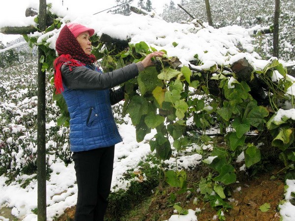 sapa, snowfall, snow