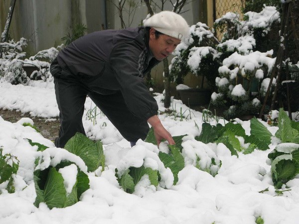 sapa, snowfall, snow