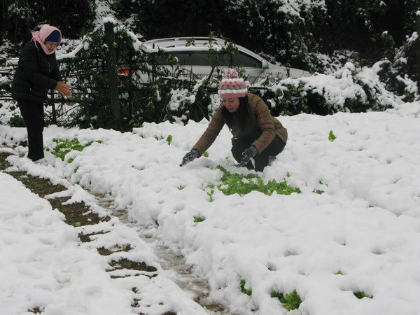 sapa, snowfall, snow