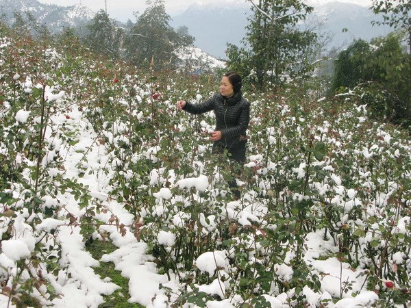 sapa, snowfall, snow