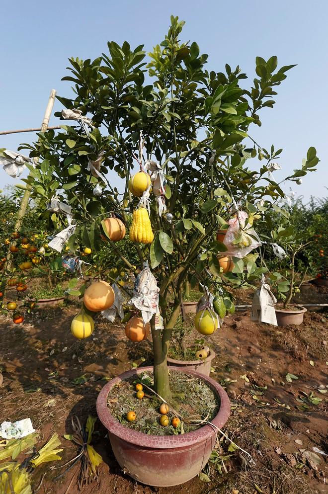 five-fruit trees, new year, special trees