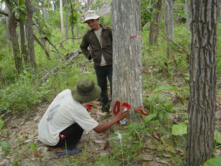 ommunity forestry, forest protection, vietnam