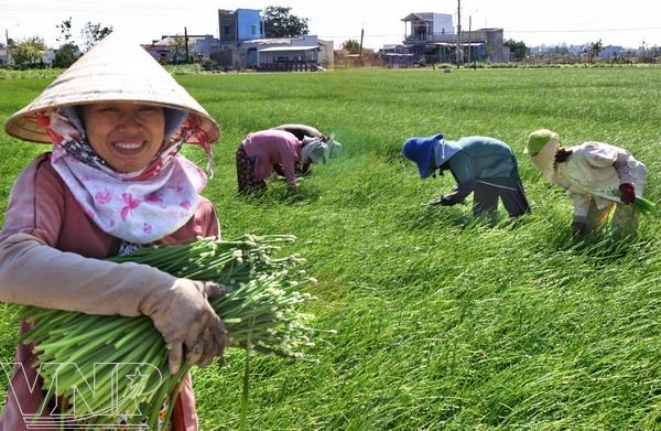 Red onions, ninh thuan, farmers