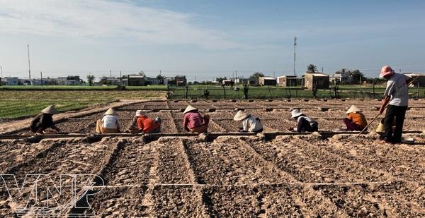 Red onions, ninh thuan, farmers