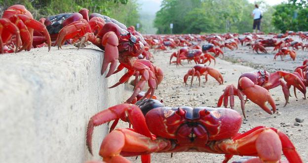 Australia, Parks Australia, Indian Ocean, crabs