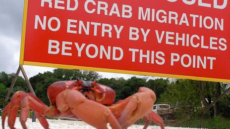 Australia, Parks Australia, Indian Ocean, crabs