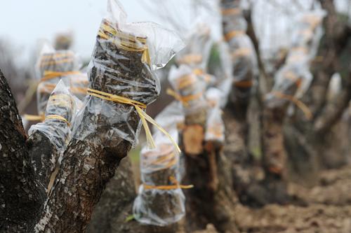 peach blossom, nhat tan, hanoi, tet, new year