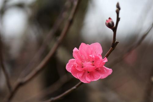 peach blossom, nhat tan, hanoi, tet, new year