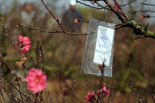 peach blossom, nhat tan, hanoi, tet, new year