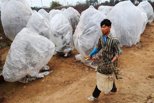 peach blossom, nhat tan, hanoi, tet, new year