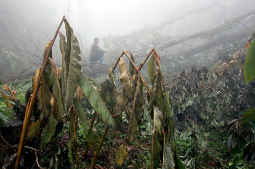 cold spell, y ty, lao cai, snow