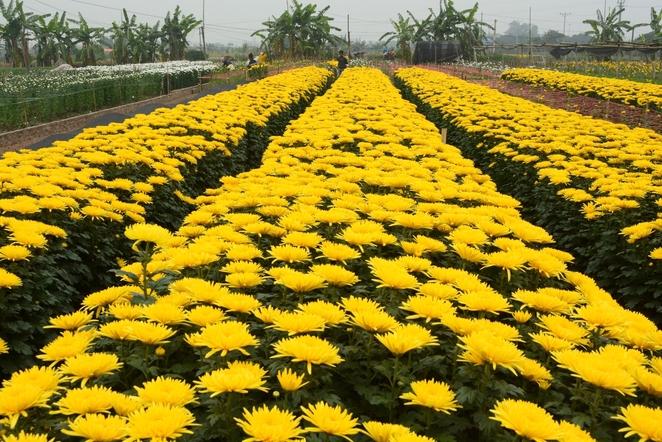 tay tuu, flower village, hanoi, tet