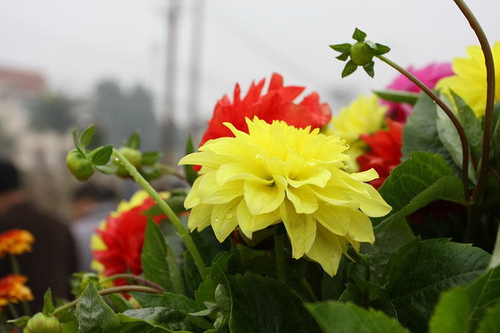 tet flowers, spring, lunar new year, hanoi