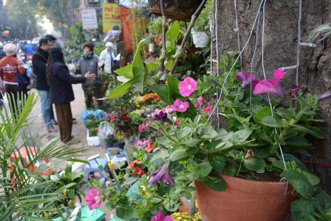 hoang hoa tham flower street