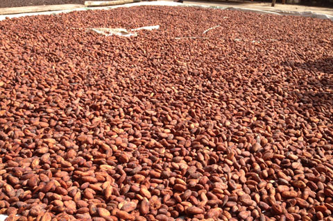 Vietnam, cocoa, market, prices