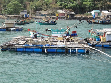 Alien creatures, cage fish, fish cages, Kien Giang