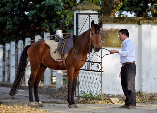 horse farm, song cong, thai nguyen, horse, racehorse